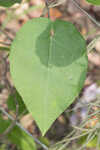 Florida milkvine